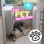 Quartos Em Apartamento Familiar - Temos Cao